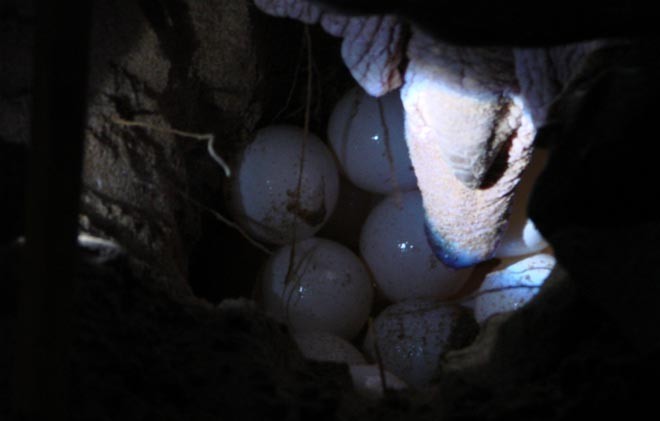 The most amazing sight of all - eggs dropping into the nest. Turtle’s tail is visible hanging over the nest cavity. © BW Media